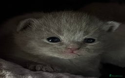 British Shorthair cats for sale: British short haired kittens - 07518744823 - Image 3