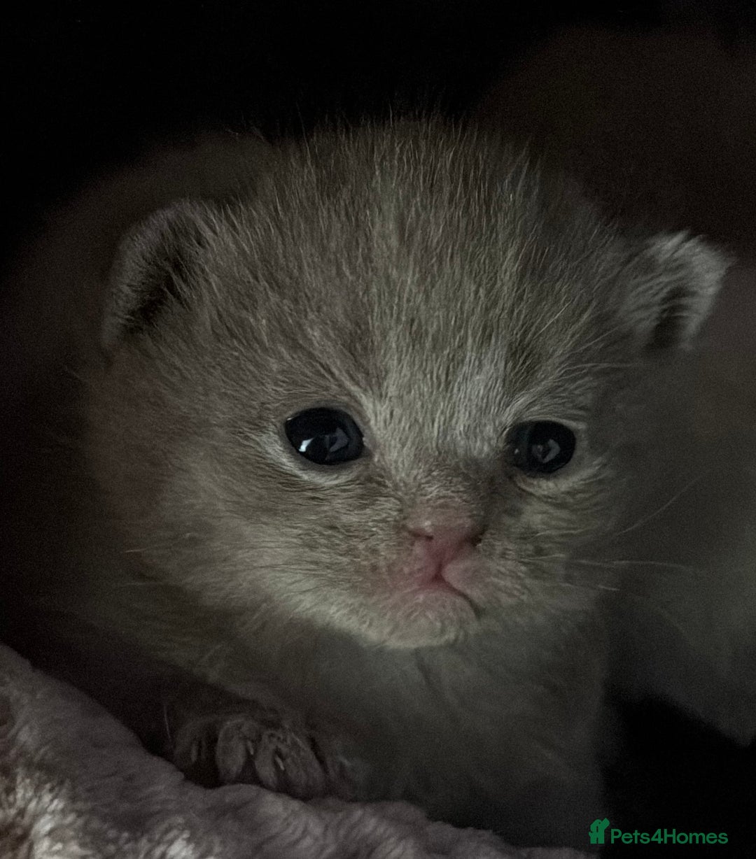 British Shorthair cats for sale: British short haired kittens - 07518744823 - Image 3