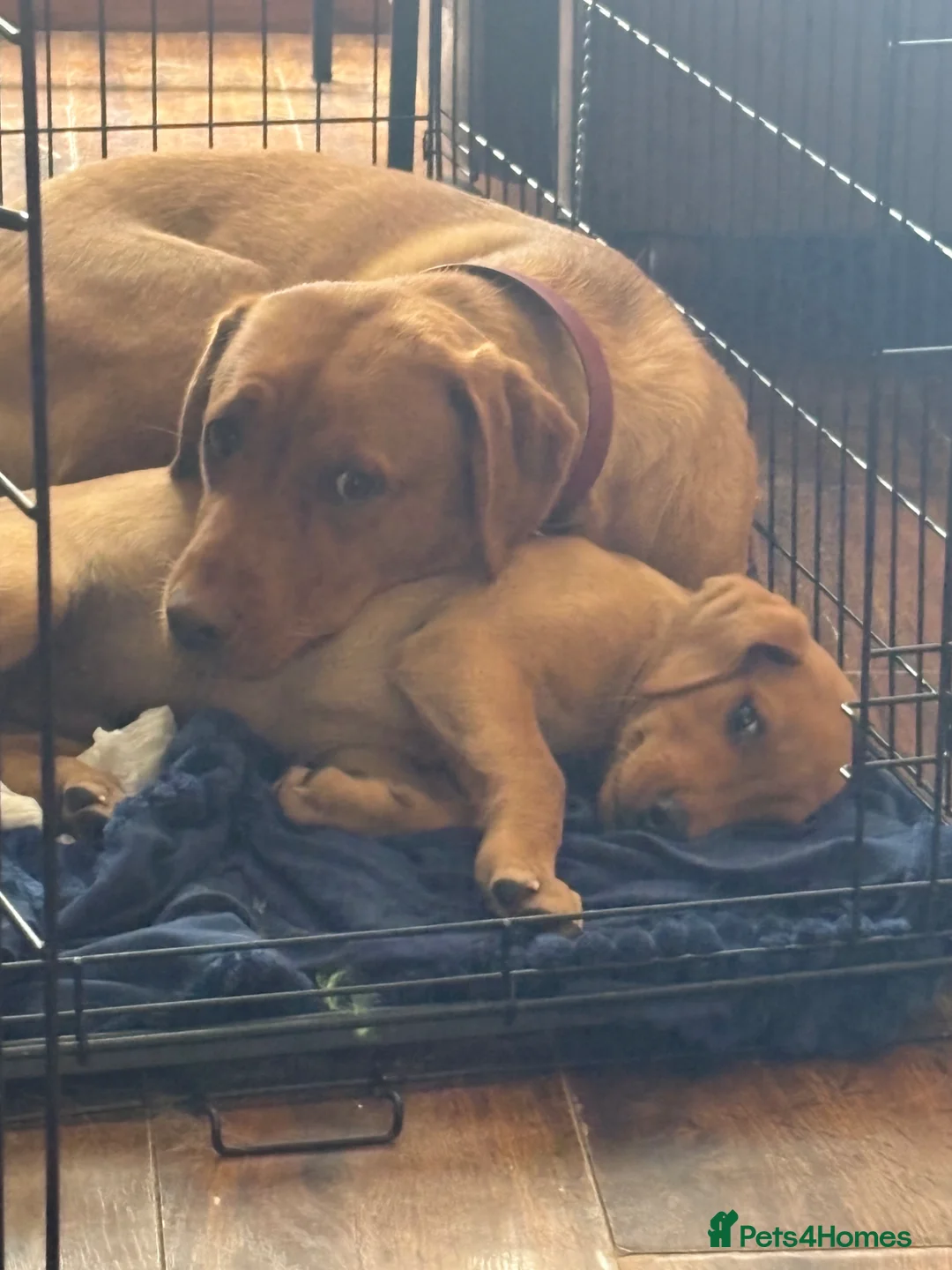 Labrador Retriever dogs for sale: Fox red Labrador  - Advert 2