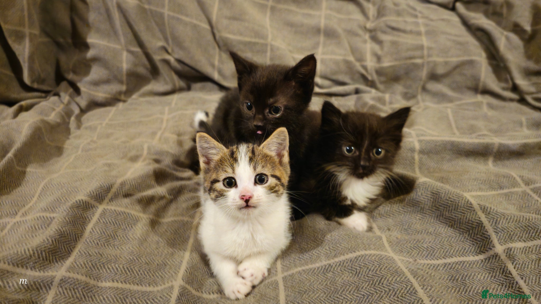 Mixed Breed cats 3 kittens are looking for new home  - Advert 7