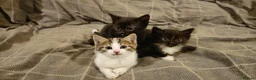 Mixed Breed cats for sale: 3 kittens are looking for new home  - Advert 1