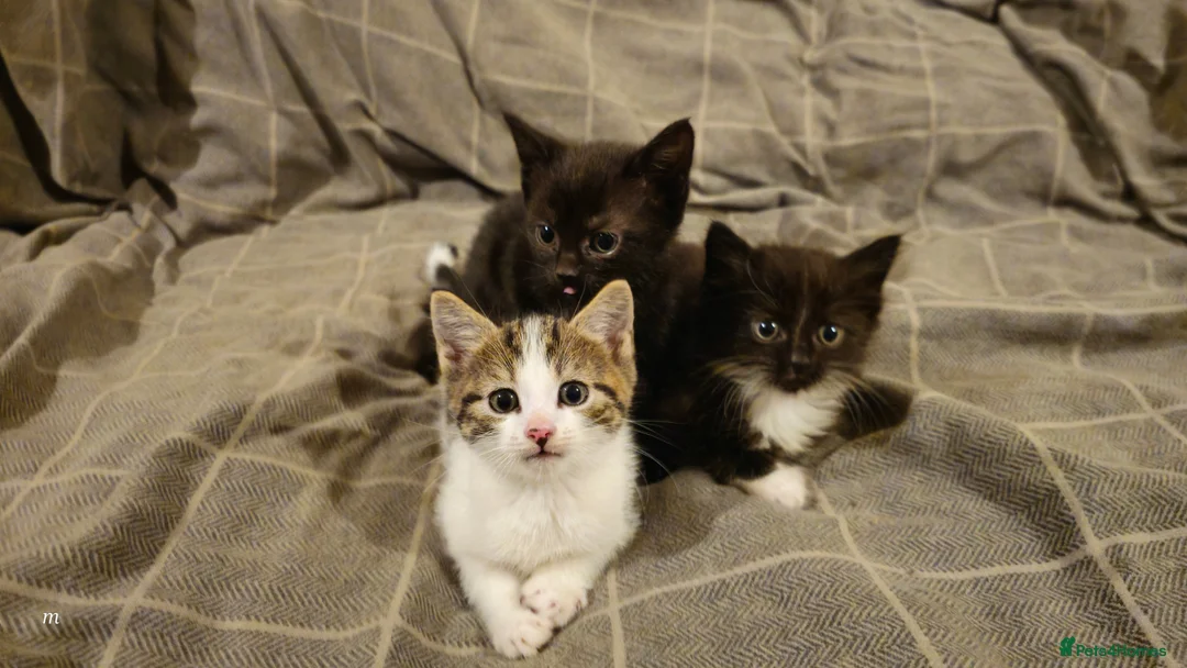 Mixed Breed cats for sale: 3 kittens are looking for new home  - Advert 1