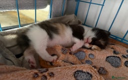 British Shorthair cats for sale: One gorgeous baby girl left  - Image 3