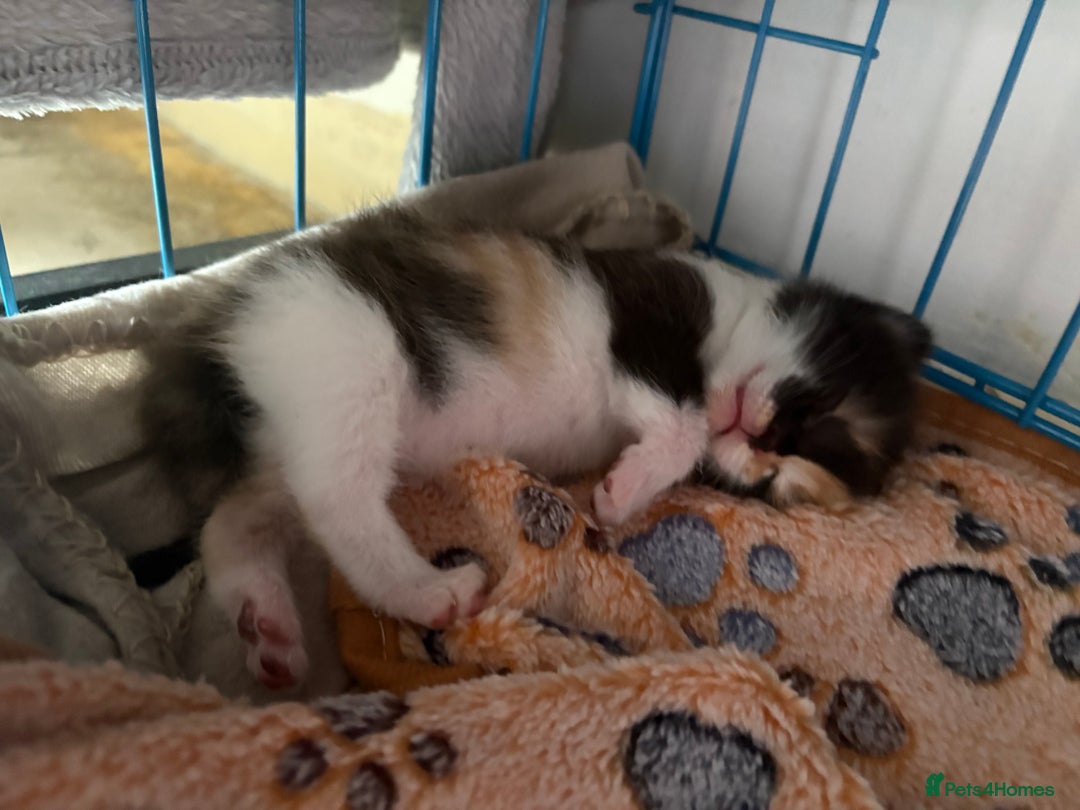 British Shorthair cats for sale: One gorgeous baby girl left  - Image 3