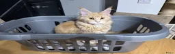 Maine Coon cats for sale: Two beautiful Maine coons  - Advert 5