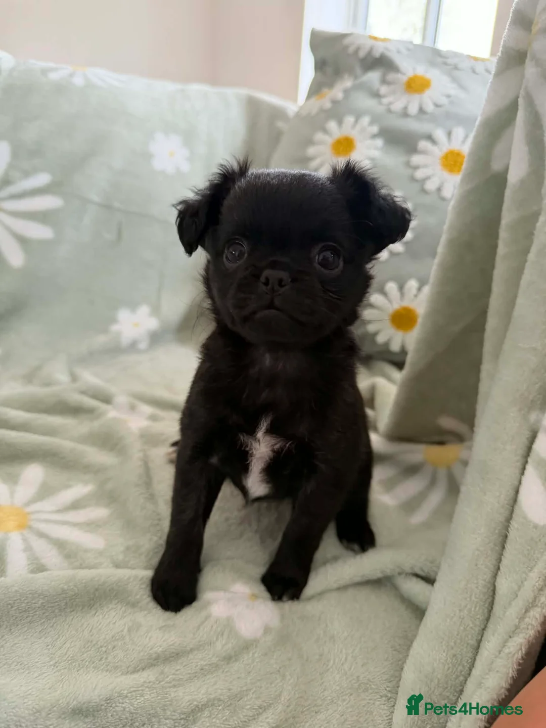 Chihuahua dogs for sale: Applehead chihuahua puppys  - Advert 2