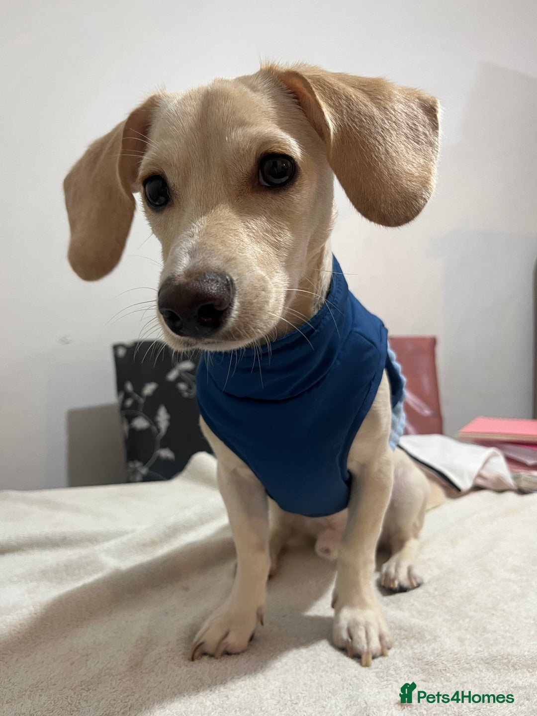 Mixed Breed dogs for sale: Adorable 7 months mini dachshund puppy! 🐶 - Advert 7