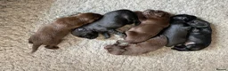 Flat coated Retriever dogs for sale: Beautiful Flat coated xGolden retriever puppies. - Advert 6