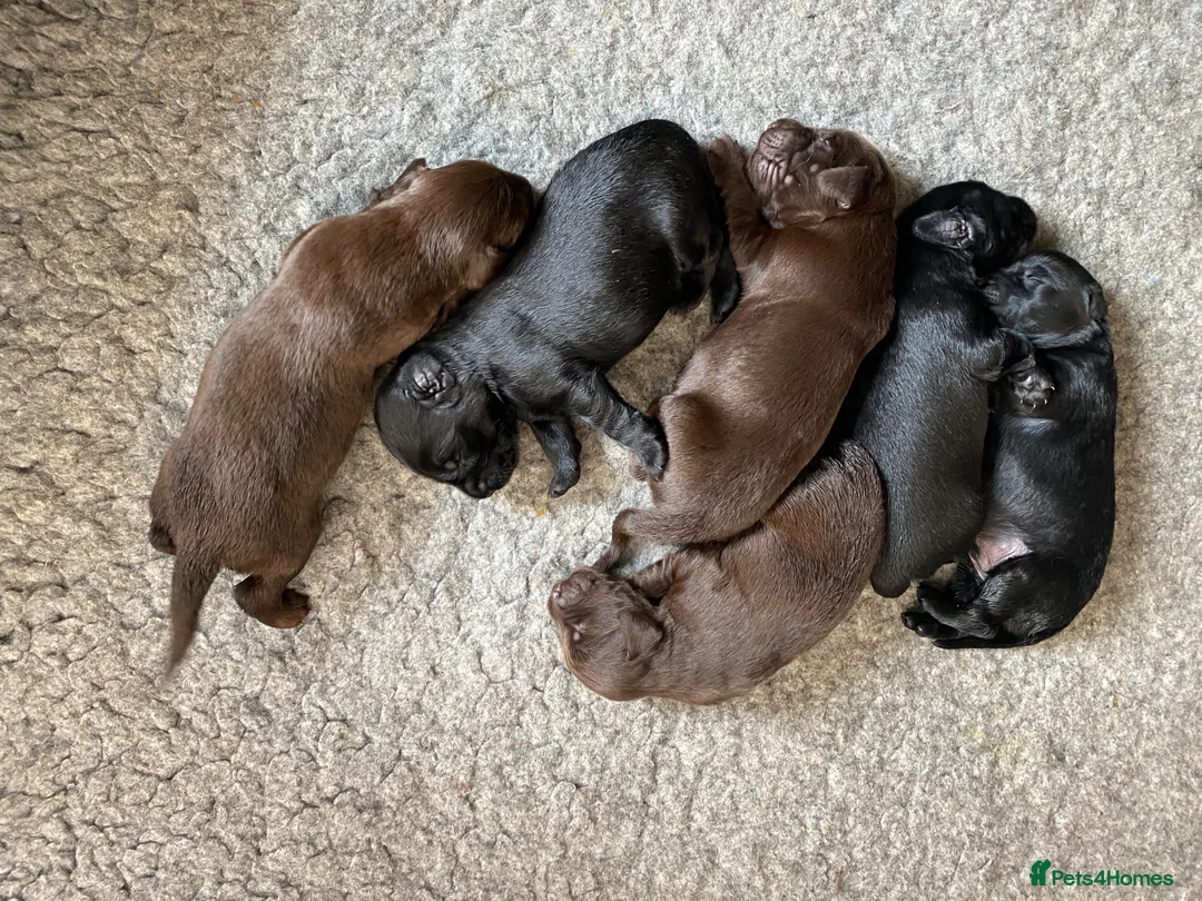 Flat coated Retriever dogs for sale: Beautiful Flat coated xGolden retriever puppies. - Advert 6