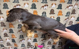 Cocker Spaniel dogs for sale: Chunky show type cocker spaniels  - Image 15