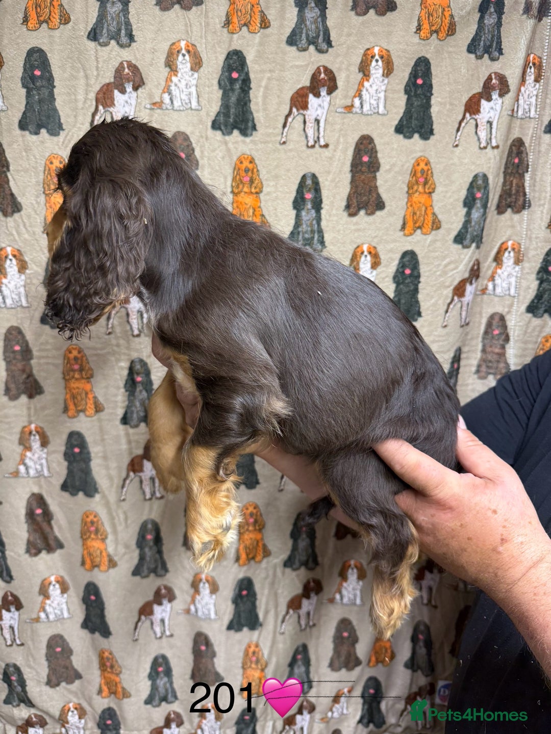 Cocker Spaniel dogs for sale: Chunky show type cocker spaniels  - Image 15