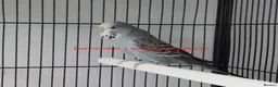 Budgerigars birds for sale: Baby Budgiess Ashford Kent - Advert 5