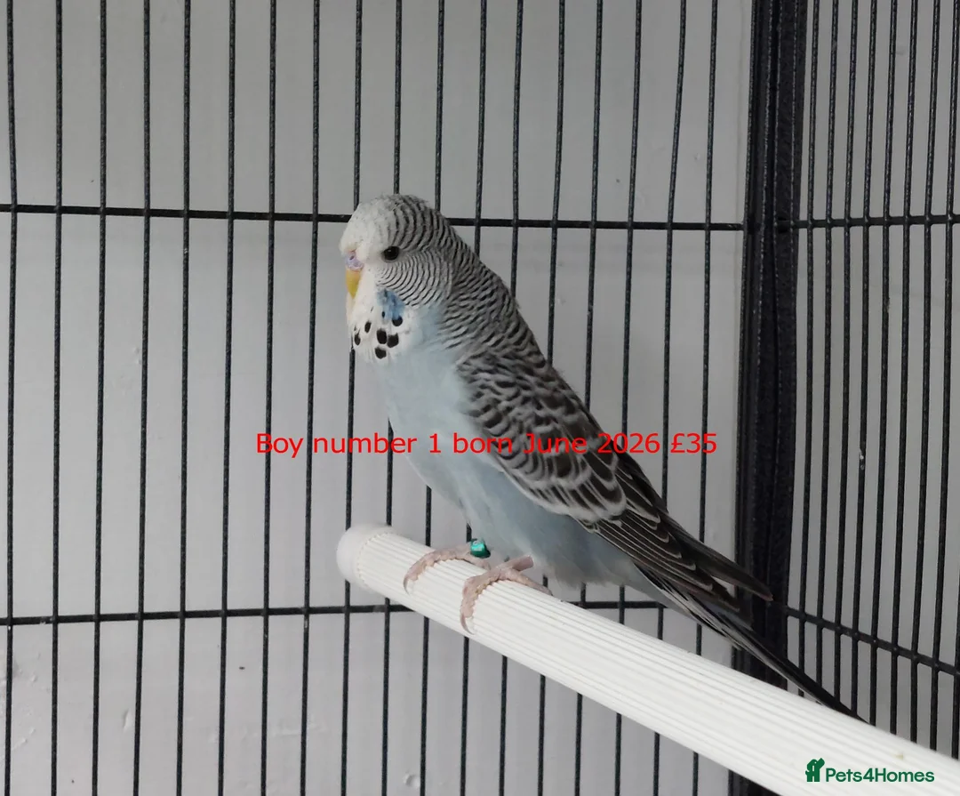 Budgerigars birds for sale: Baby Budgiess Ashford Kent - Advert 5