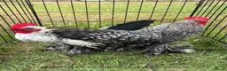 Chickens poultry for sale: Sablepoot/Booted Bantam Cockerels - Advert 1