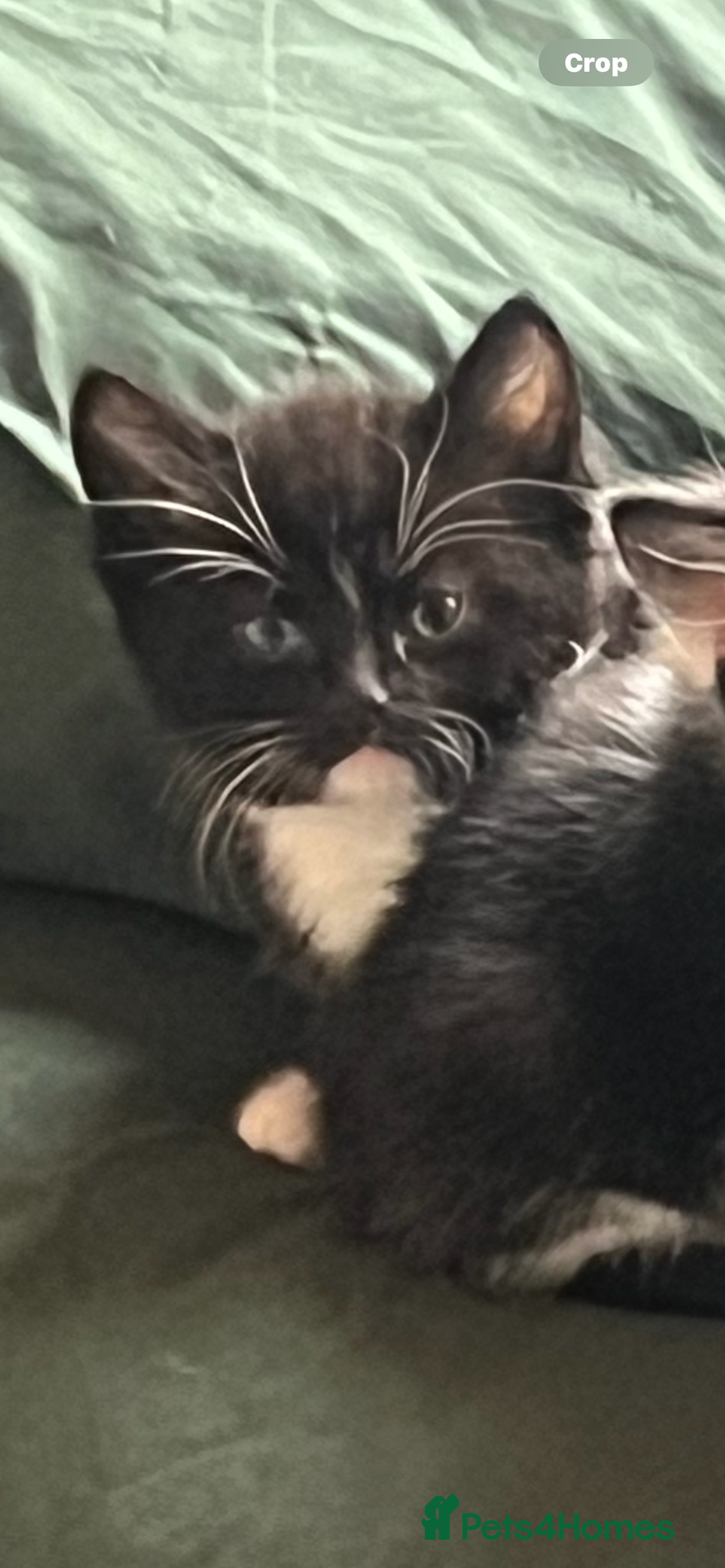 Mixed Breed cats for sale: Maggie, Russian blue/ tuxedo mixed breed - Advert 5