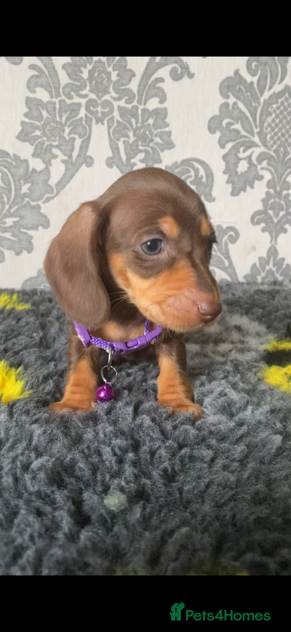 Miniature Dachshund dogs Kc miniature dachshund  - Advert 2