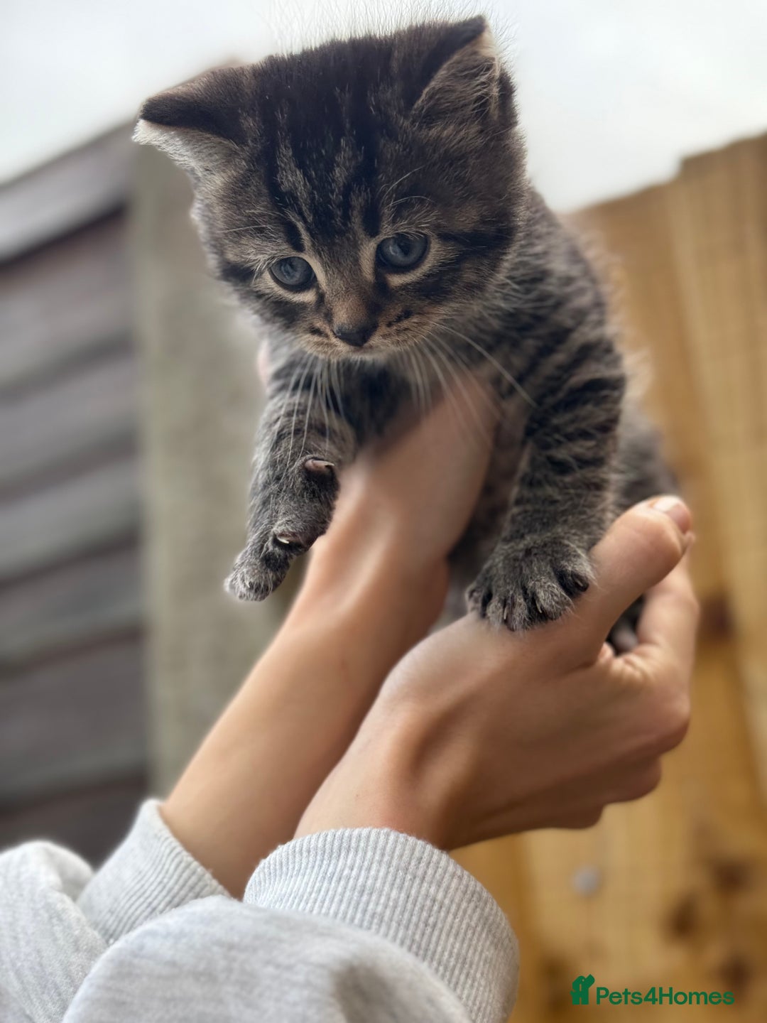 Scottish Fold cats for sale: Adorable Scottish Fold Cross Kittens - Advert 11