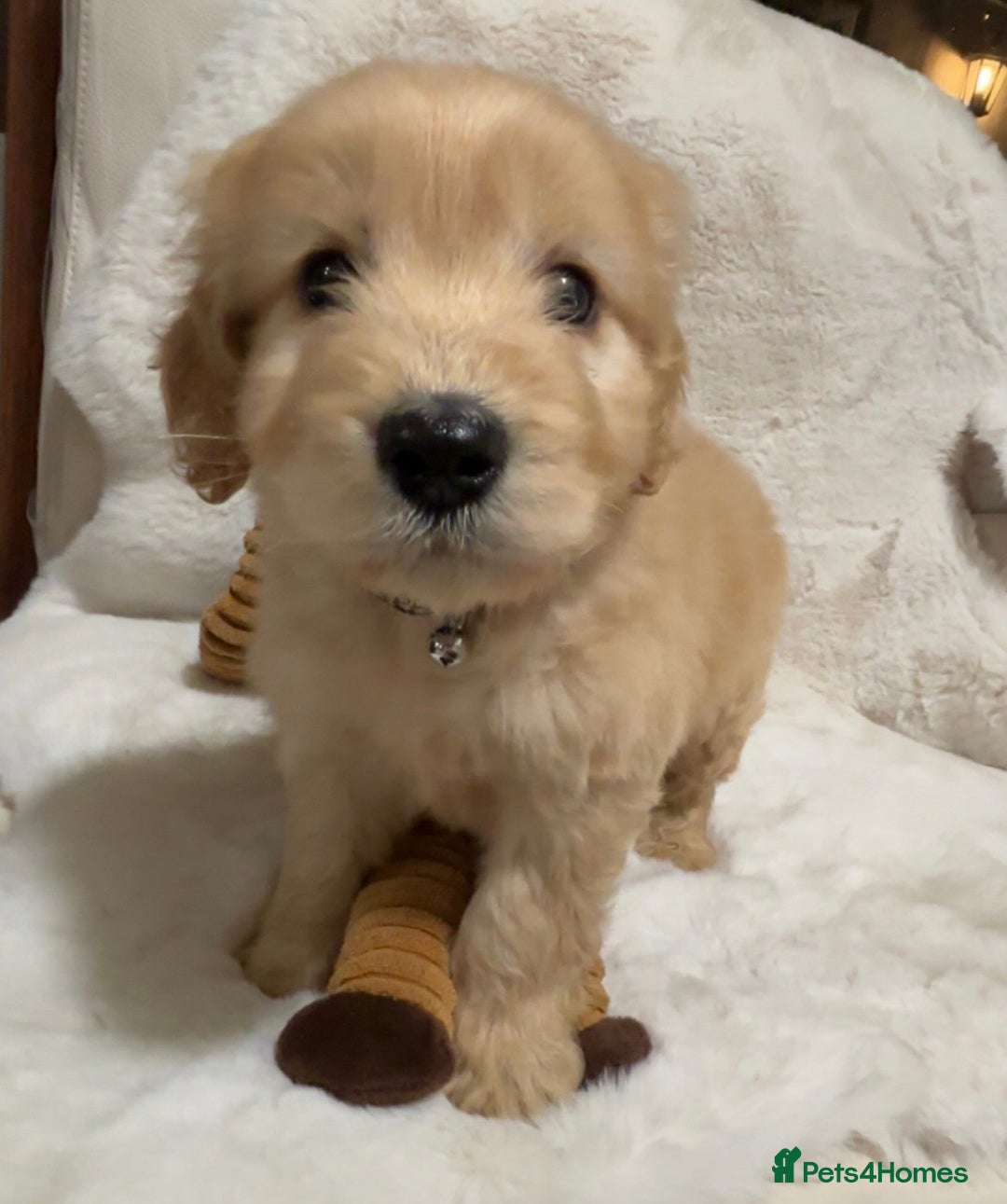 Cockapoo dogs for sale: Golden F1 cockpoo puppies  - Advert 5