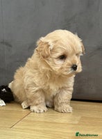 West Highland Terrier dogs Beautiful westiepoo puppies - Advert 1