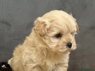 West Highland Terrier dogs Adorable westiepoo puppies - Advert 5