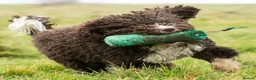 Spanish Water Dog dogs for sale: Lendever Spanish Water Dog Puppies  - Advert 2