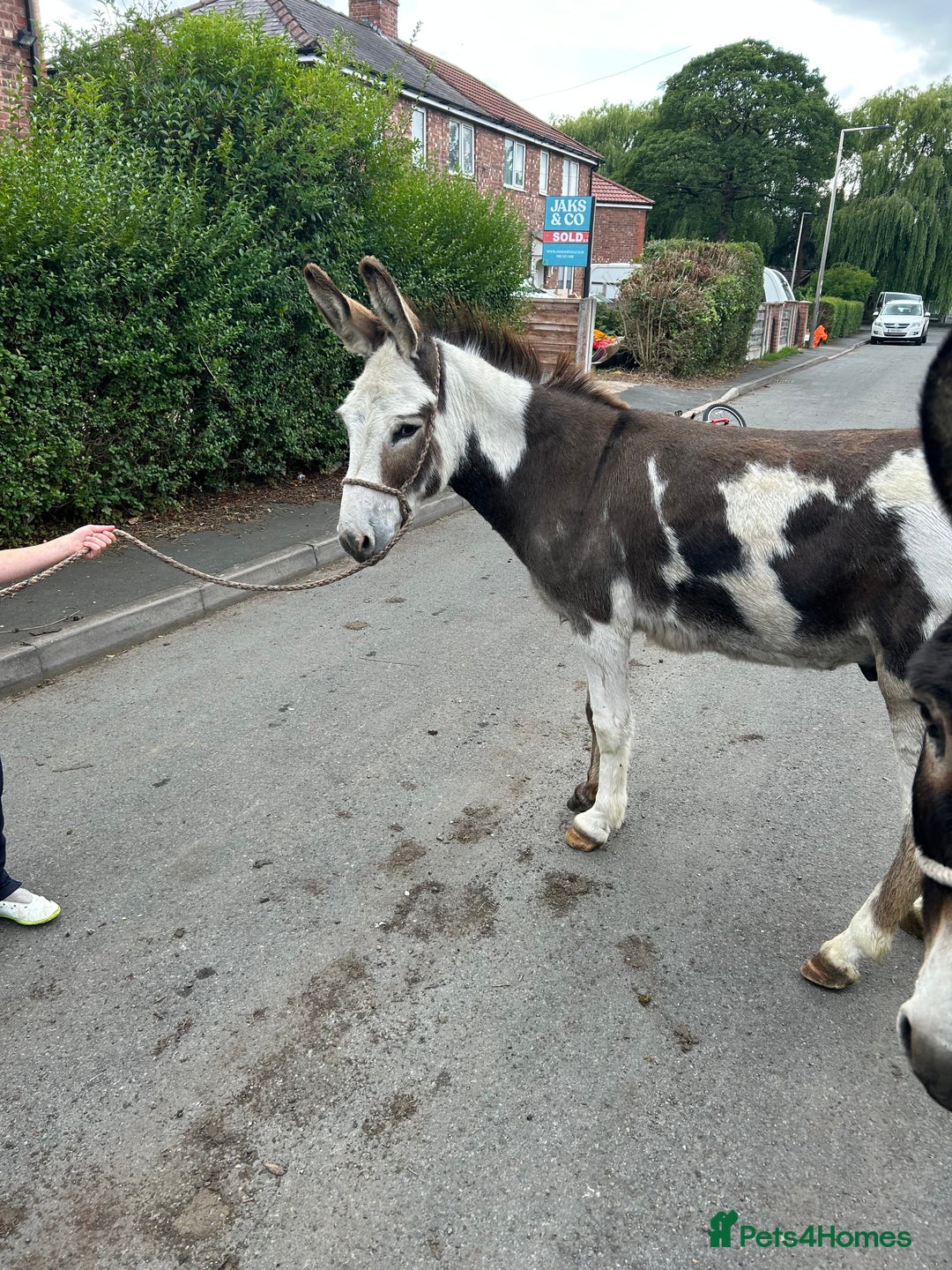 Donkey livestock for sale: 5 year old gelding donkeys  - Image 7