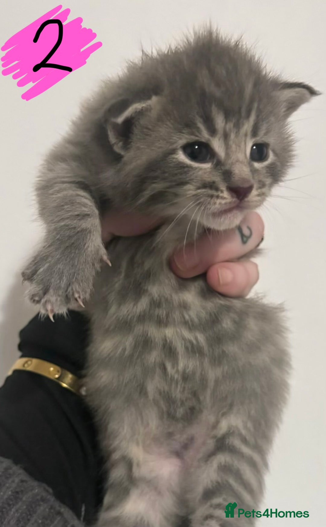 Maine Coon cats for sale: Maine Coon kittens - Advert 9