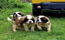Saint Bernard dogs for sale: KC reg Saint Bernard puppies READY NOW - Image 26