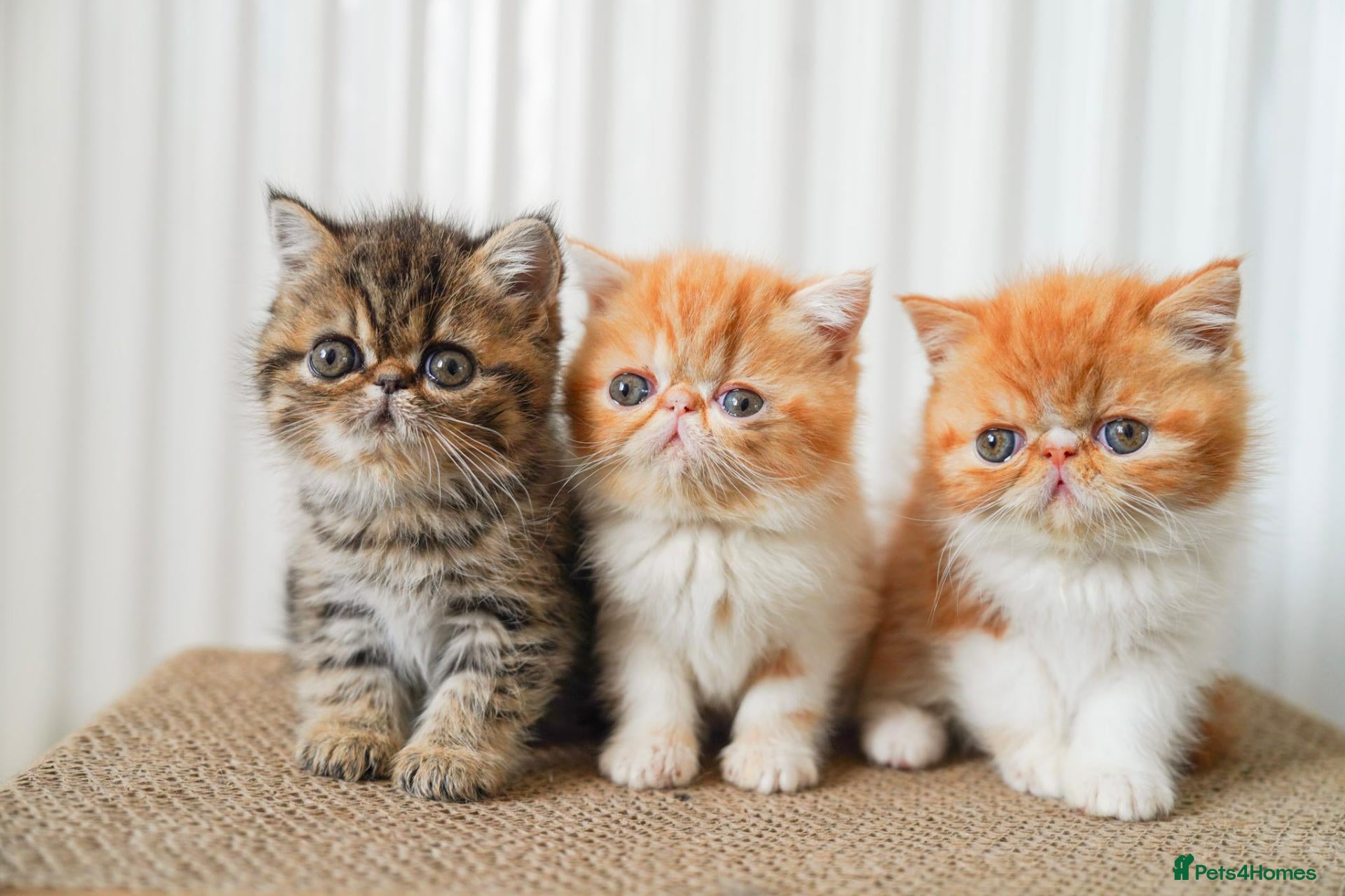 Exotic cats for sale: Exotic Persian kittens  - Advert 6
