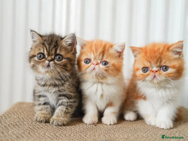 Exotic cats for sale: Exotic Persian kittens - Advert 6