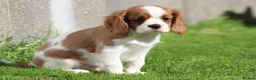 Cavalier King Charles Spaniel dogs for sale: Beautiful Cavalier King Charles Spaniel puppies - Advert 23