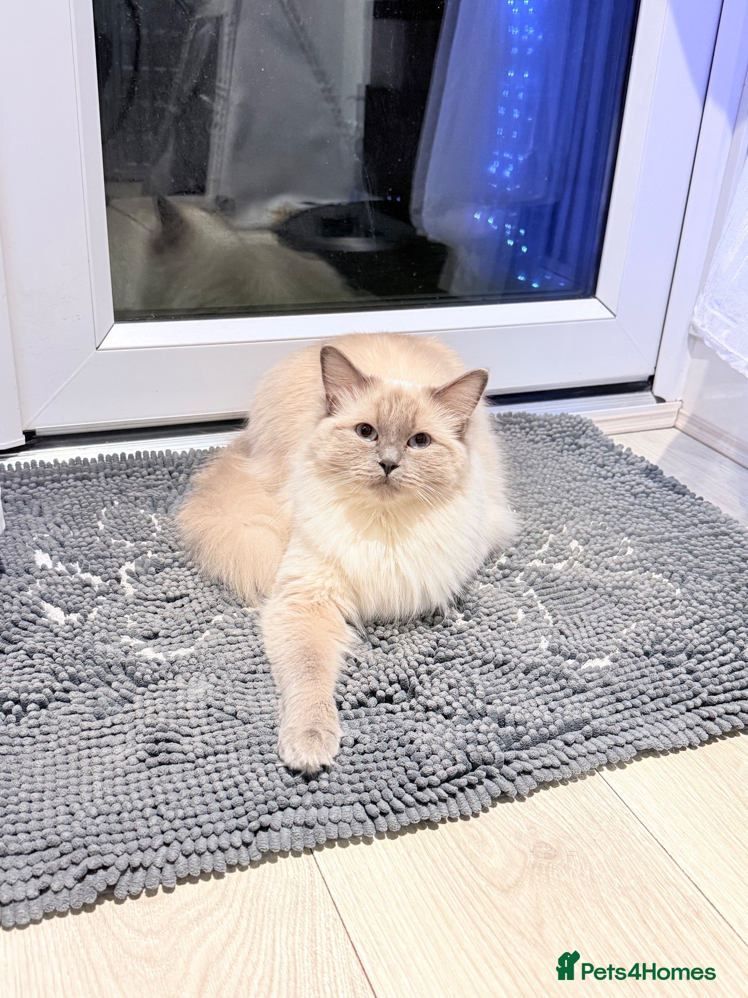 Ragdoll cats Kiki  - Advert 3