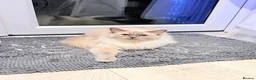 Ragdoll cats for sale: Kiki  - Advert 1