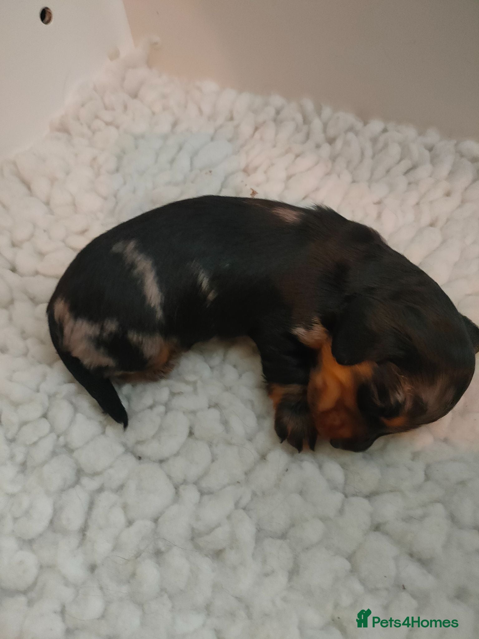 Miniature Dachshund dogs Beautiful litter of mini long coat Dachshunds  - Advert 2
