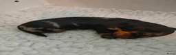 Miniature Dachshund dogs for sale: Only one beautiful dappled female left  - Advert 11