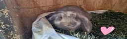 French Lop rabbits for sale: French lop babies for sale - Advert 6