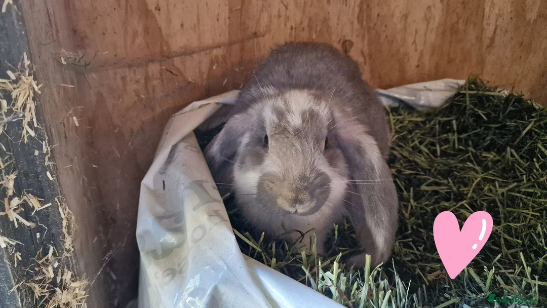 French Lop rabbits for sale: French lop babies for sale - Advert 6