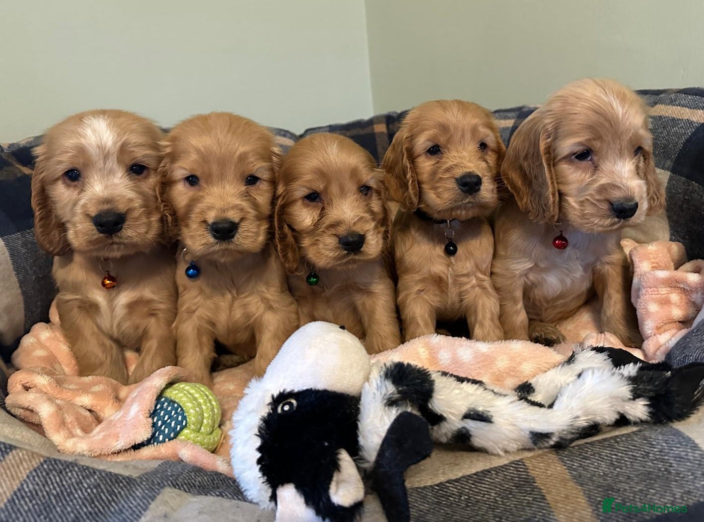 Cocker Spaniel dogs ✨ KC Show-Type Cocker Spaniel Puppies ✨ - Advert 8