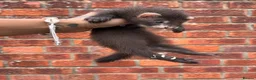 Ferret rodents for sale: 3 pedigree angora jills READY TO LEAVE - Advert 17
