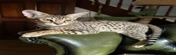 Savannah cats for sale: Savannah F4 girls - Advert 4