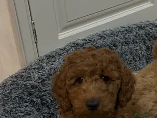 Miniature Poodle dogs KC REG MINIATURE POODLE PUPS - Advert 15