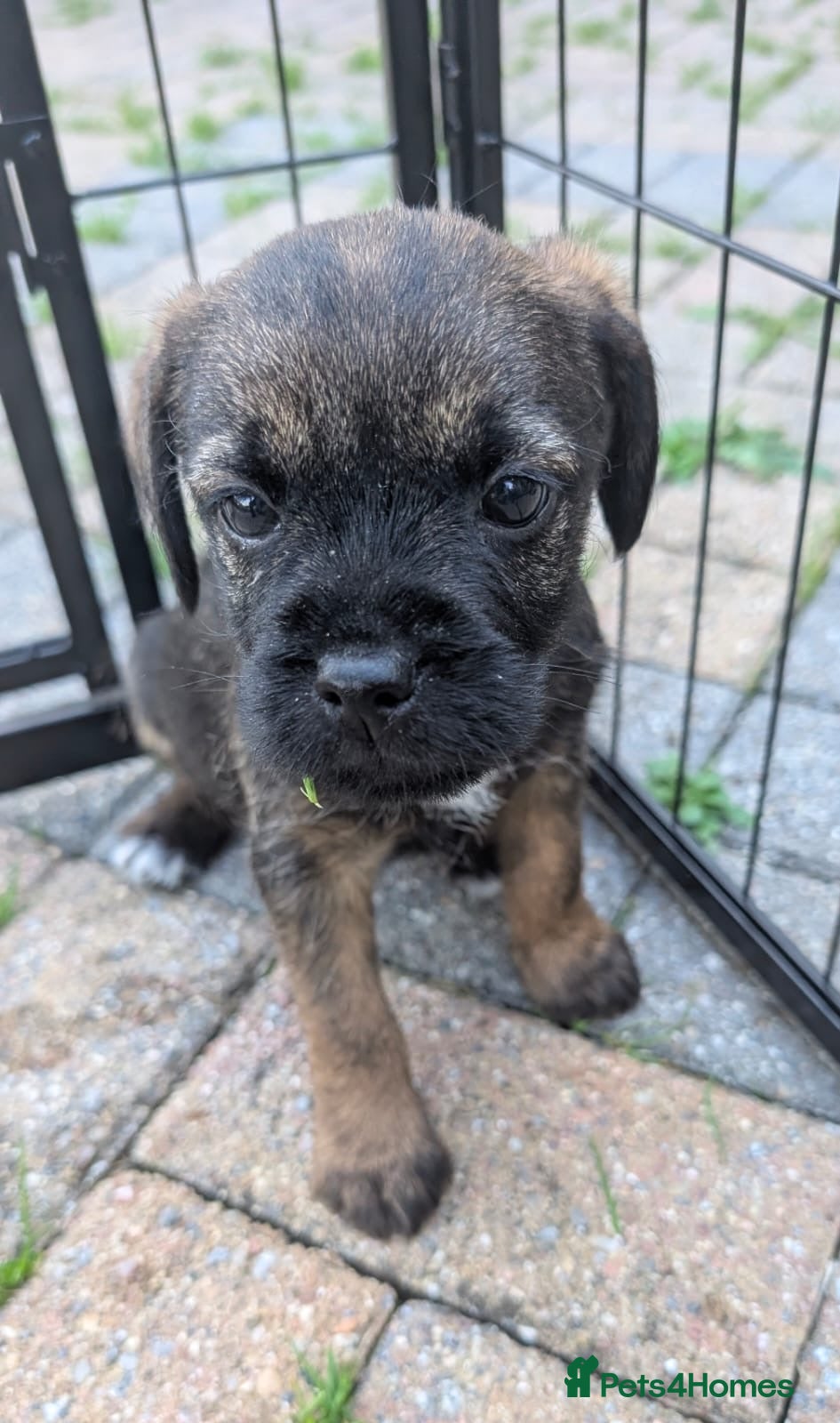 Border Terrier dogs  Two beautiful Border Terrier Pups - Advert 1