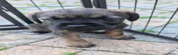 Border Terrier dogs for sale:  Two beautiful Border Terrier Pups - Advert 1