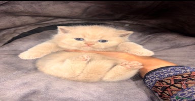 British Shorthair cats - Advert 4