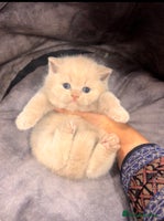 British Shorthair cats - Advert 6