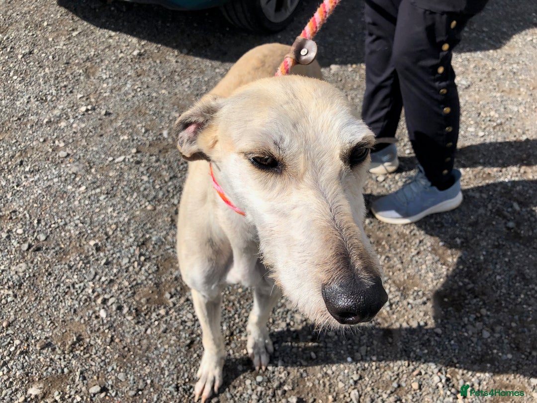 Lurcher dogs for adoption: Goose, lurcher in need of loving home - Image 6