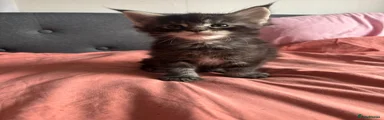 Maine Coon 3