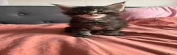 Maine Coon cats for sale: Maine Coon Kittens – 3 GCCF Boys - Advert 4