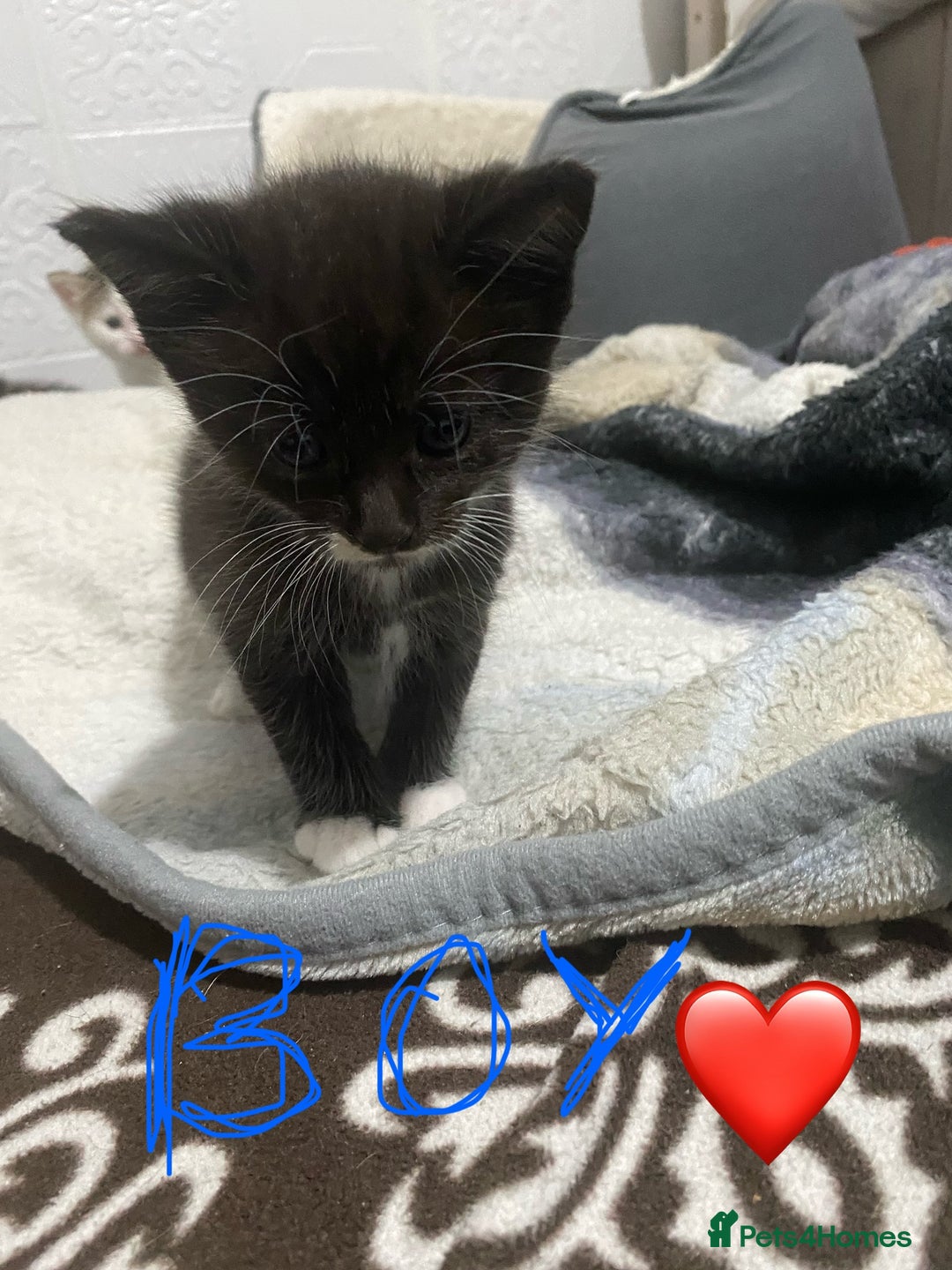 Mixed Breed cats for sale: Kittens  - Image 10