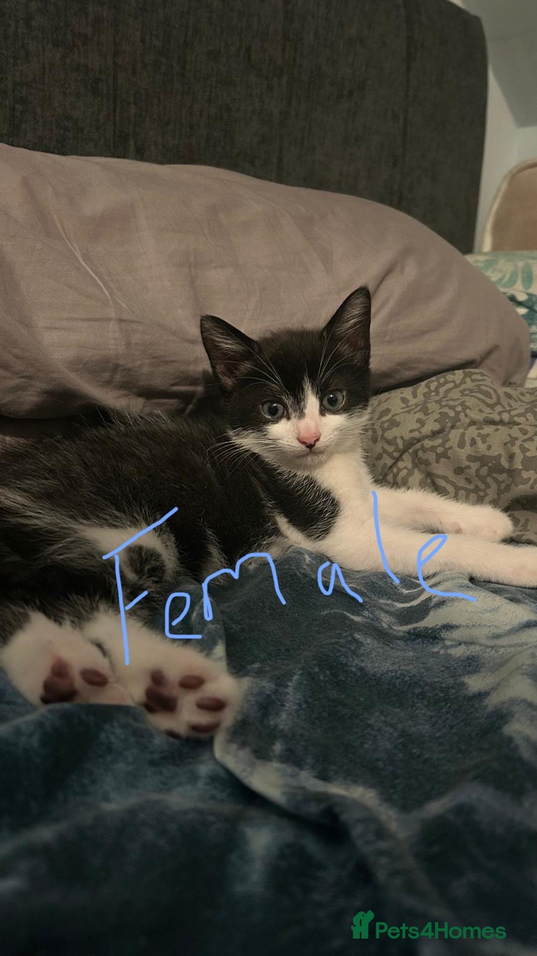 Mixed Breed cats for sale: Kitten looking for a forever home  - Advert 6